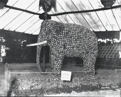 Gravenstein Apple Show display, 1930s by the Sebastopol Chamber of Commerce Twenty Thirty Club (a service organization) of an elephant made of sliced and whole apples