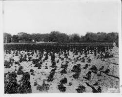 Field of amaranthus plants at Ignacio, California, 1931