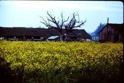 Old barn on Roberts Road in Cotati, 1978