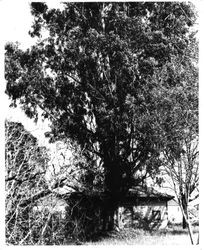 Luther Burbank's cottage on the Gold Ridge Experiment Farm property before restoration
