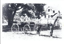 Joe Perry in a buggy in the front yard of his home on the Twin Pines Apple Ranch in Sebastopol, California about 1912