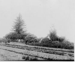 Luther Burbank's Gold Ridge Experiment Farm cottage in Sebastopol, 1920s