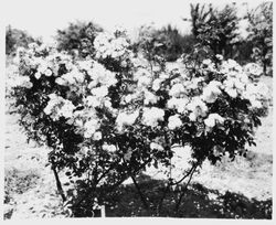 Luther Burbank's Sebastopol Rose A-6., circa 1930