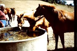 Unidentified man with horses on Green Valley Ranch at 13024 Green Valley Road, Sebastopol, California