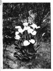 Dwarf Calla Lillies 1931 at "Sebastopol Farm"