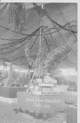 1914 Gravenstein Apple Show exhibit of "In the shade of the Old Apple Tree" with a female manikin packing a box of apples, under an apples tree with a ladder against the tree