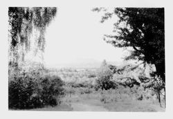 Mount Saint Helena viewed from Luther Burbank Experiment Farm, between 1931 and 1937