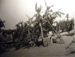 Group of unidentified workers are picking apples in a large apple orchard for the El Central Orchard Co. in Rio Vista, California