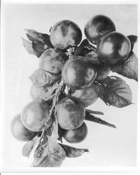 Plum CC-9 Purple Leaf on a branch, July 2, 1929."