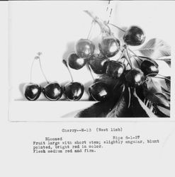 Identification of Luther Burbank cherry hybrid from the Gold Ridge Experiment Farm--single cherries (M-13) with leaves, ripe June 1, 1927