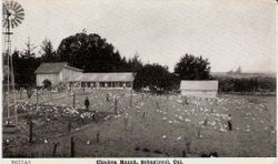 Chicken ranch in Sebastopol, California