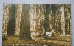 Armstrong Grove, Guerneville, California