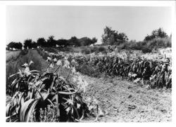 Rows of crinum lillies (relative of Amaryllis family) with three men working at Gold Ridge Experiment Farm in Sebastopol, about 1927