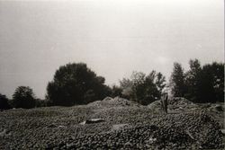 Yakima, Washington public dump of excess apple crop