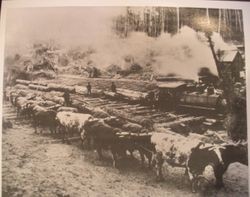 Logging train loaded with logs and a skid road and oxen pulling logs in Mendocino County