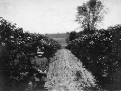 Young Roland Henry DaVall, son of Melvin and Nellie DaVall stands in the DaVall berry fields in Sebastopol, about 1914