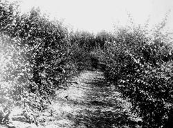 Burbank Experiment Farm orchard of young trees--unidentified tree type