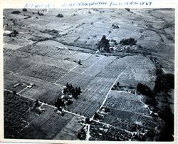 Aerial photo of Graton area, Hallberg home and orchards in 1950