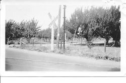 Leona Rosebrook selling cherries and Will Rosebrook picking cherries on their farm Farm of William and Leona Rosebrook at Mill Station Road in Sebastopol