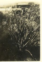 New Zealand Flax, about 1927