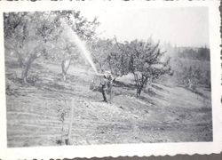 Bill Silva spraying apples trees at the Silva Ranch orchard on Cherry Ridge Road in Sebastopol, 1944