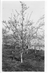 Plum tree P-19, Golden Egg in bloom at Gold Ridge Experiment Farm, March 19, 1929