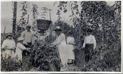 DaVall family pick hops on their farm, about 1918