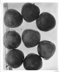 Group of Burbank "Elephant Heart" plums with a ruler behind., August 1929