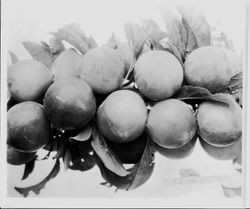 Plums JJ-12 (E.T.) on a branch, July 1929