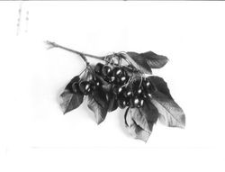 Identification of Luther Burbank cherry hybrid from the Gold Ridge Experiment Farm--large cluster of "Black Oval (House Tree)" cherries with leaves and branch