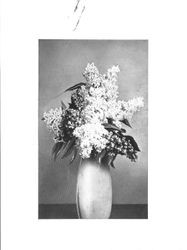 Vase of lilacs from Burbank Experiment Farm