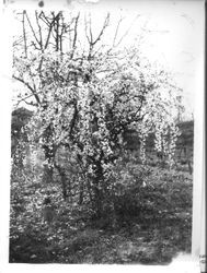 Various fruit trees in bloom at Burbank Gold Ridge Experiment Farm