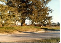 Property around the Hallberg apple farm along Gravenstein Highway North (Highway 116), 1979