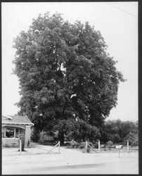 Miller black walnut at the Miller Ranch on Bodega Rd between Santa Rosa and Sebastopol, September 20, 1930