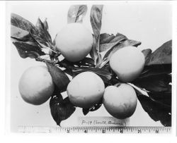 Plums "P-19" on a branch