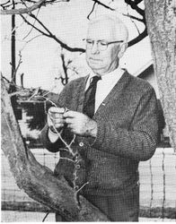 Mr. O. E. Bremner, former Sonoma county agricultural commissioner and friend of Luther Burbank, examining a graft of a Burbank plumcot on a Santa Rosa plum tree in his yard, about 1949