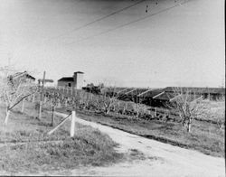 Sebastopol farm with an apple orchard, berry bushes and chicken houses to the right