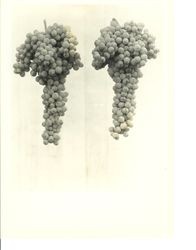 Identification of Luther Burbank grape hybrid from the Gold Ridge Experiment Farm--two separate bunches of grapes, identified as CC-7, 1930