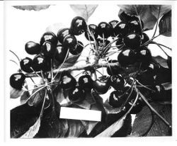 Identification of Luther Burbank cherry hybrid from the Gold Ridge Experiment Farm--cherry clusters (Best of 1908 black cherry) on branch, June 1929