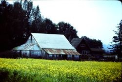 Old barn on Roberts Road in Cotati, 1978