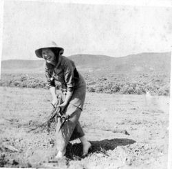 Cora Miller Elvy of Sebastopol, California, picking up coyote brush roots on a recently cleared piece of ground near Bodega, California