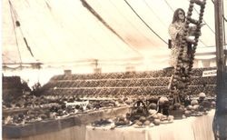 Gravenstein Apple Show, year unknown, display of a girl mannequin on ladder, both made of whole and dried apples