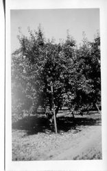 Propped apple trees in the Hallberg orchard in Graton, California, about 1950