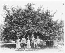 Arnold family standing in front of the giant Gravenstein apple tree that produced 120 boxes of apples per year at the Arnold Ranch, 1929