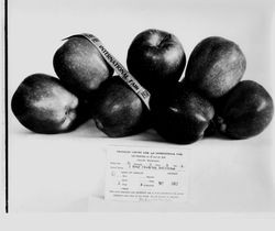 Seven Starking Delicious apples with First Prize International Fair 1930 ribbon drapped over the apples at the Okanogan County Fair and International Fair September 18, 19, and 20, 1930 Oroville, Washington