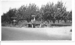 Leona Rosebrook selling cherries the Rosebrook's roadside cherry stand at the farm of William and Leona Rosebrook at Mill Station Road in Sebastopol