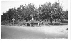 Leona Rosebrook selling cherries the Rosebrook's roadside cherry stand at the farm of William and Leona Rosebrook at Mill Station Road in Sebastopol