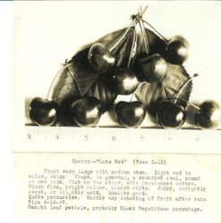 Identification of Luther Burbank cherry hybrid from the Gold Ridge Experiment Farm--nine cherries (Late Red (Tree I-13)) displayed on two leaves and ruler below., ripe June 16, 1927