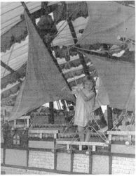 Mary Evelyn Cruse, niece of Hubert B. Scudder, at the Gravenstein Apple Show in Sebastopol, California, about 1932