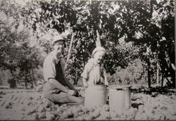 Woman sits among apples on the ground in an apple orchard